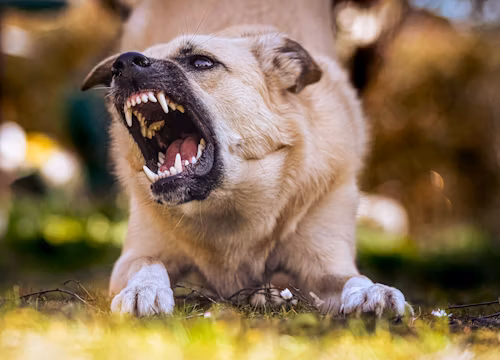 Aggressive Dog Training