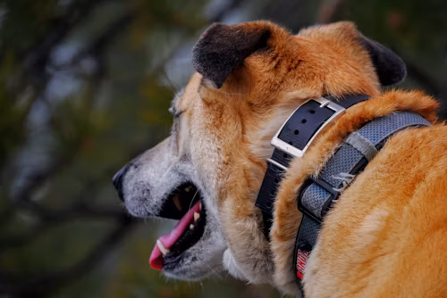 Dog Training Collars