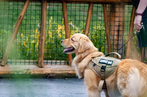 How Much Does Dog Training Cost
