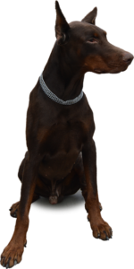 Home 14 Dog - Smart Dog Tip