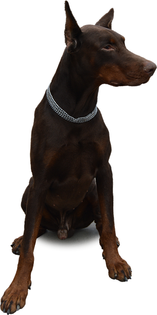 A Dog